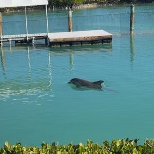 Meet your Posher, Tai